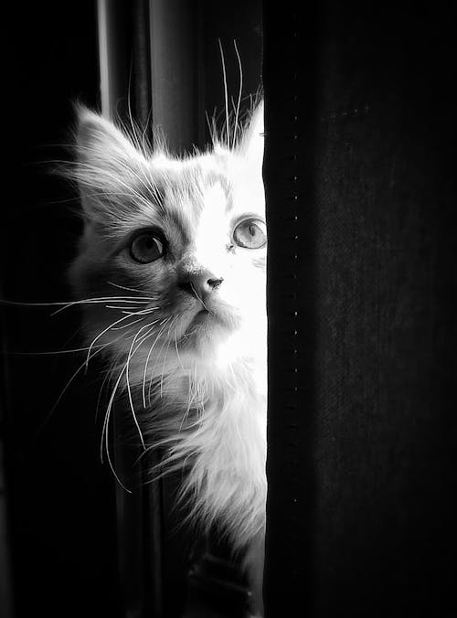 Free stock photo of animal photography, beautiful, cat Stock Photo