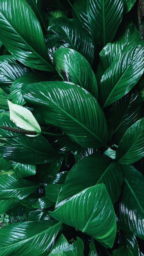 Free Vibrant green foliage with a single emerging white flower, captured in natural light. Stock Photo