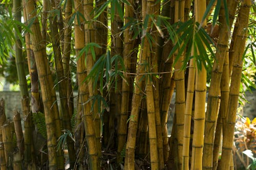 Gratis lagerfoto af bambus, blade, fokus