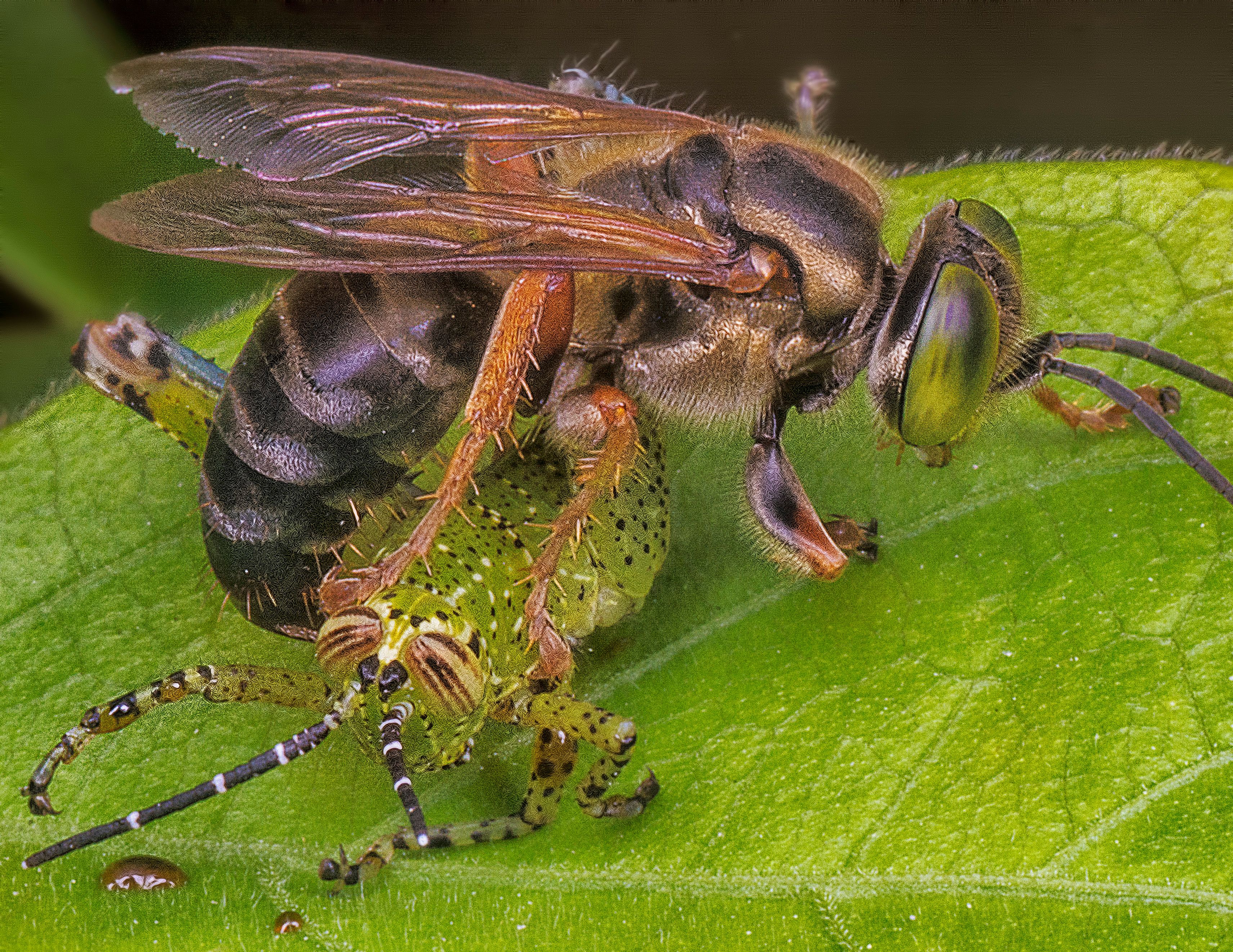 Attic Wasp Nest Removal Services