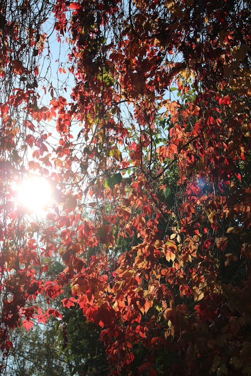 Безкоштовне стокове фото на тему «вечірнє сонце, кольори осені, листя»