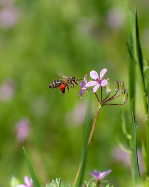Free A close-up of a bee pollinating a pink wildflower in a lush, green meadow. Stock Photo