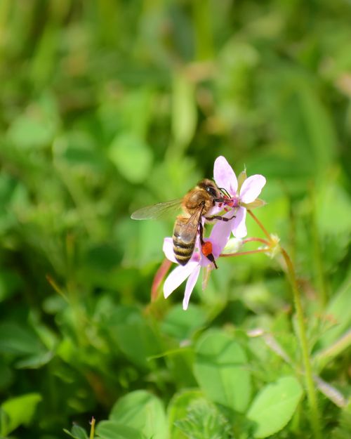Free Close-up of a honeybee pollinating a pink wildflower amidst lush green foliage. Stock Photo