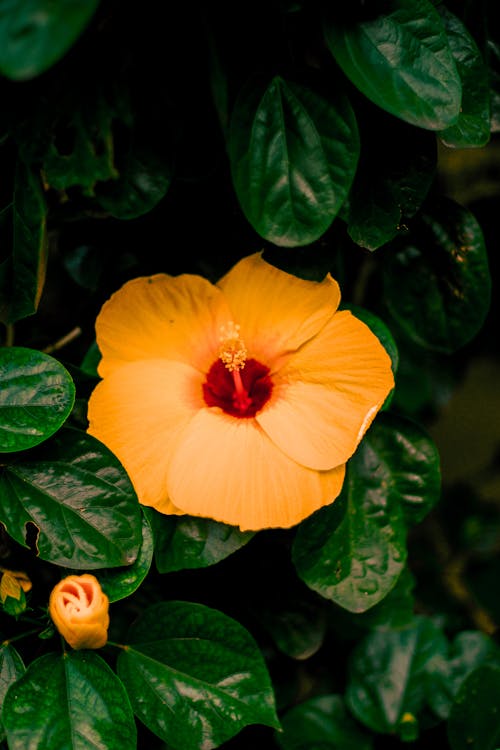 Orange Hibiscus Fotoğrafı