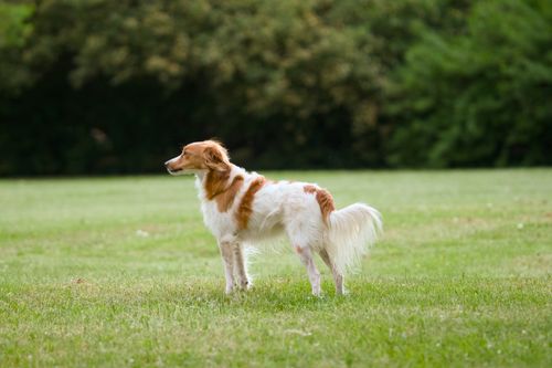 Free A white and brown dog standing on a grassy field in a park on a sunny day. Stock Photo