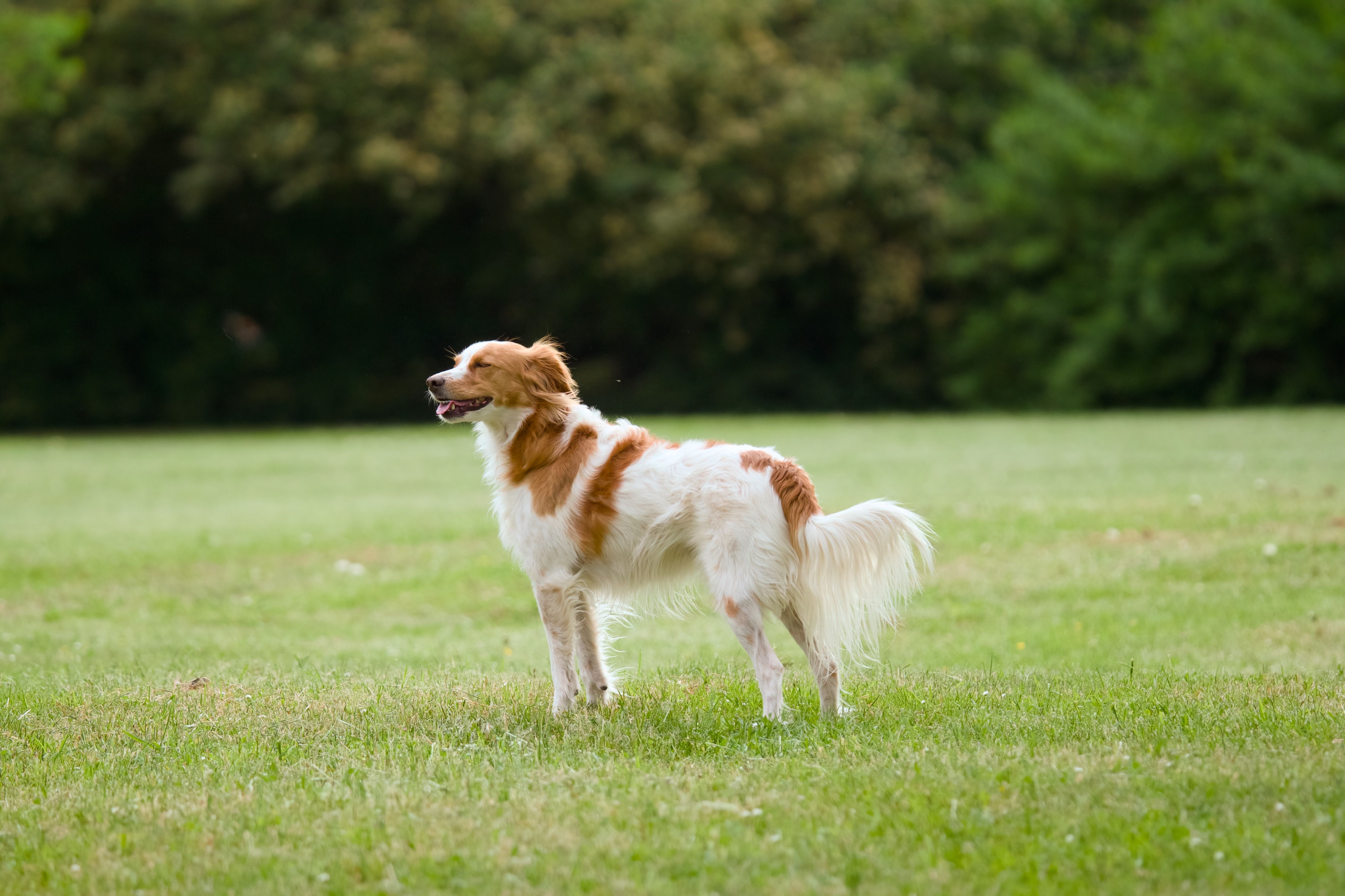 Happy Spaniel Dog standing in lush green park outdoors · Free Stock Photo