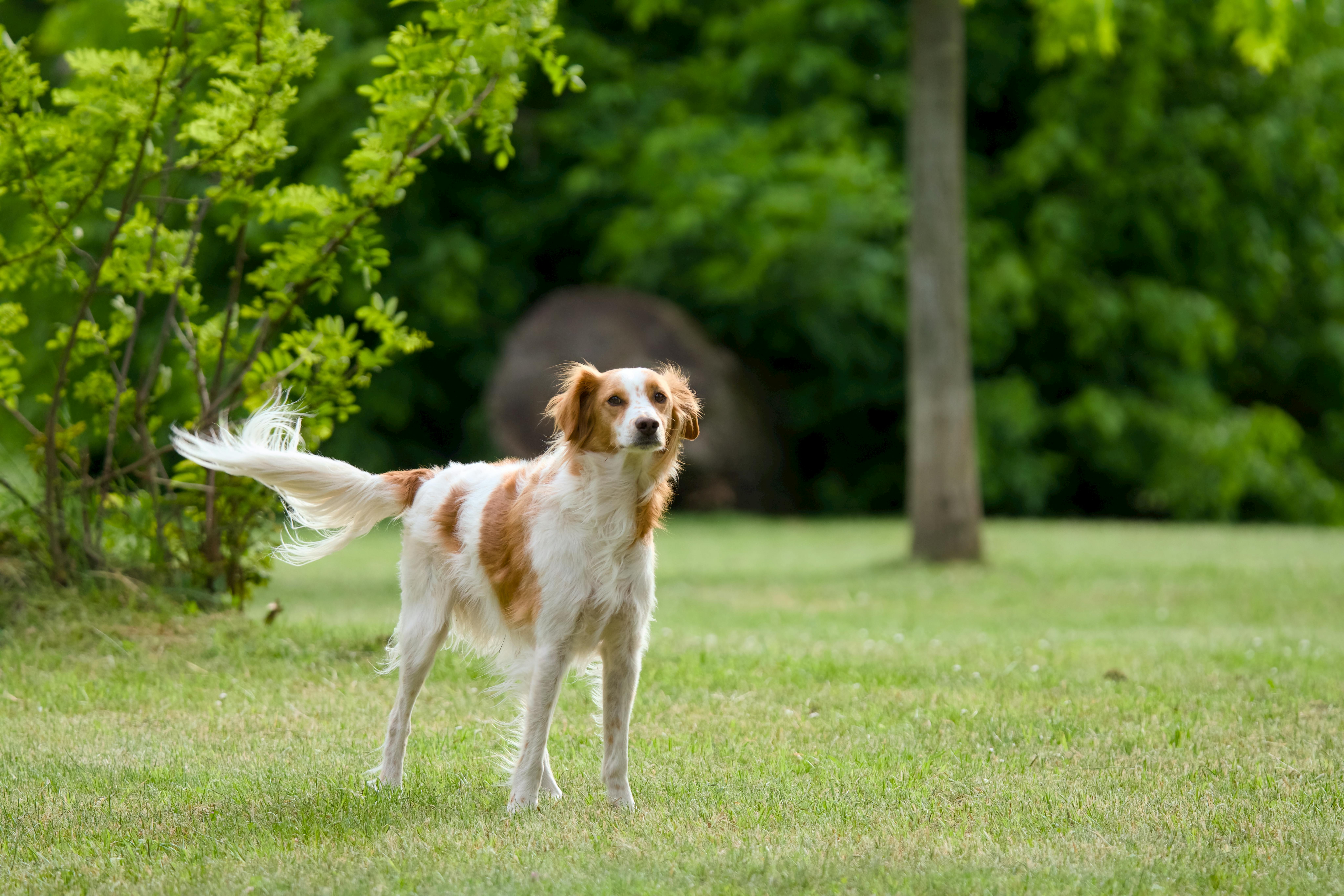 Brittany Κοντή Ουρά: Φυσικό Bobtail ή Tail Docking;