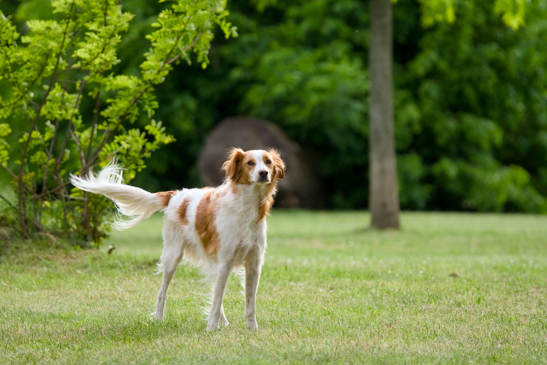 A Brittany
