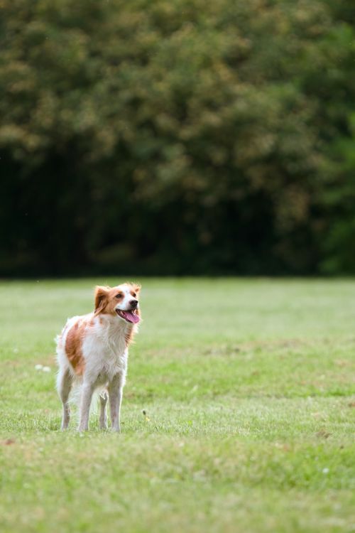 Free A cheerful dog stands in a vast green field, embodying joyful freedom. Stock Photo