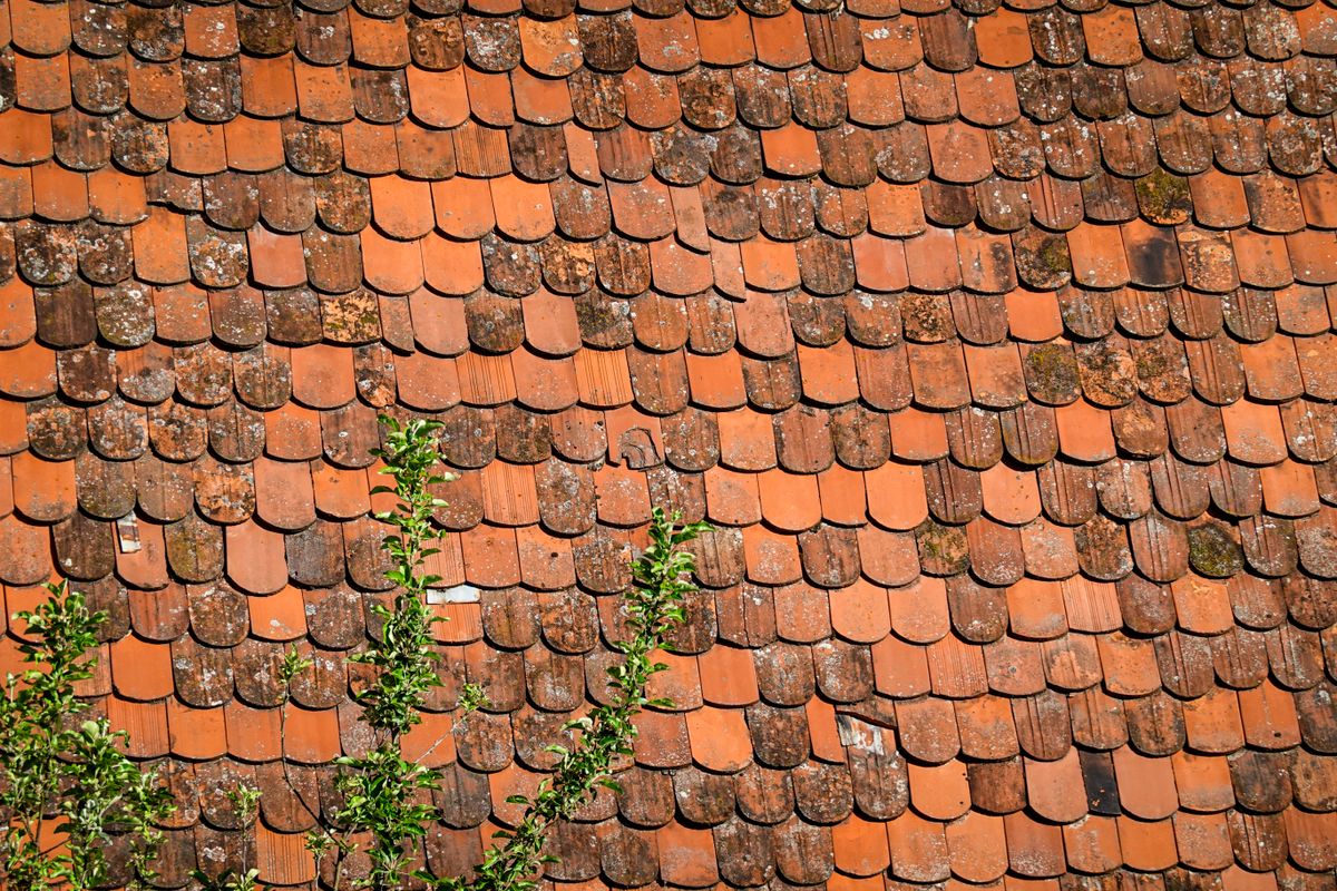 Tuiles en terre cuite gagnées par la mousse