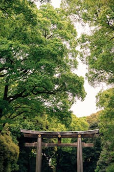 A peaceful view of the Meiji Jingu Torii gate surrounded by lush green trees in Tokyo, Japan.