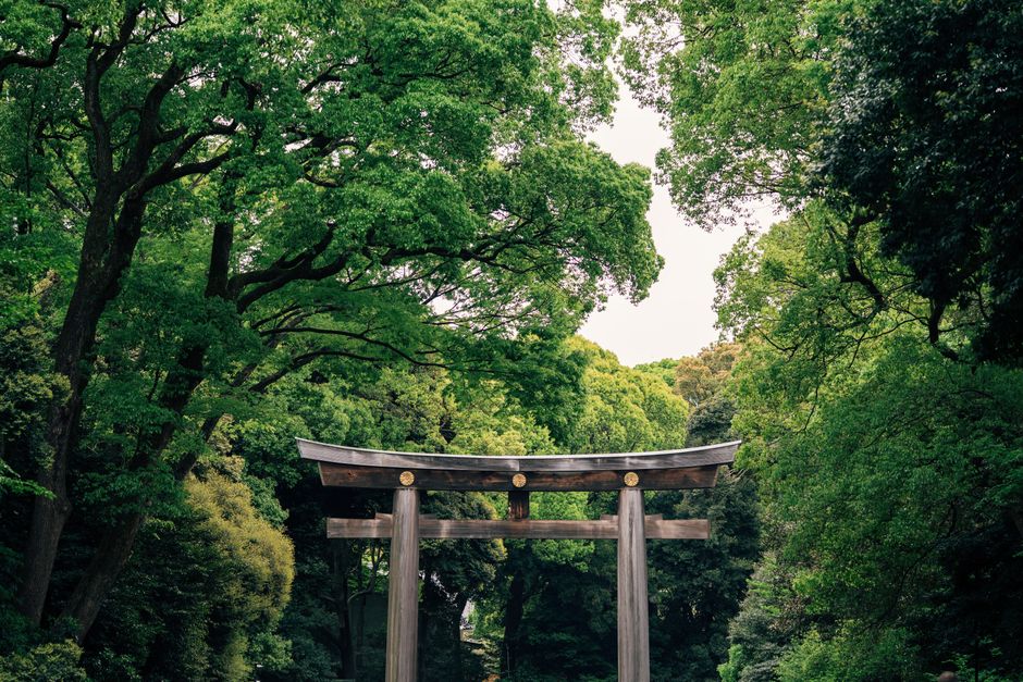 The forested approach to Meiji Jingu shrine in Tokyo