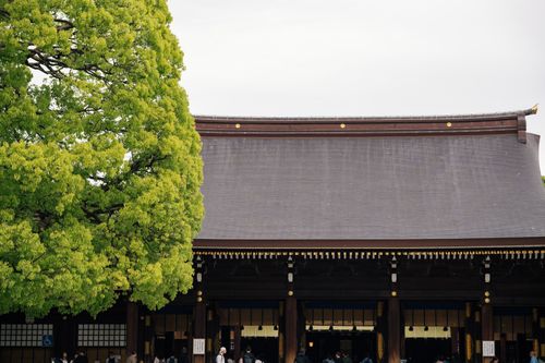Free Peaceful view of Meiji Shrine with vibrant green foliage and traditional architecture in Tokyo, Japan. Stock Photo