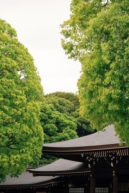 Meiji Jingu: Oasis Kedamaian di Tengah Hiruk Pikuk Kota Tokyo Meiji Jingu: Oasis Kedamaian di Tengah Hiruk Pikuk Kota Tokyo