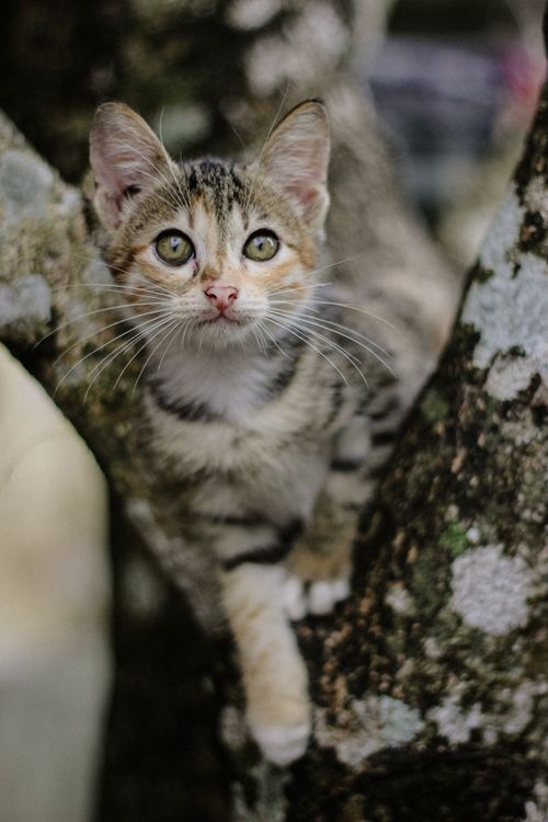 Free A young cat perched on a tree, exploring the lush environment of Bali, Indonesia. Stock Photo