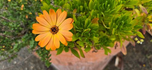 Free Marigold in a pot Stock Photo