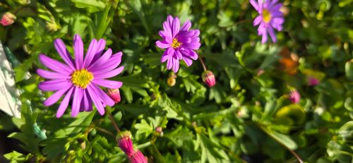 Free Purple  Stock Photo