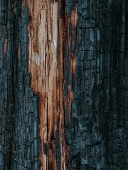 charred scorched burnt wood