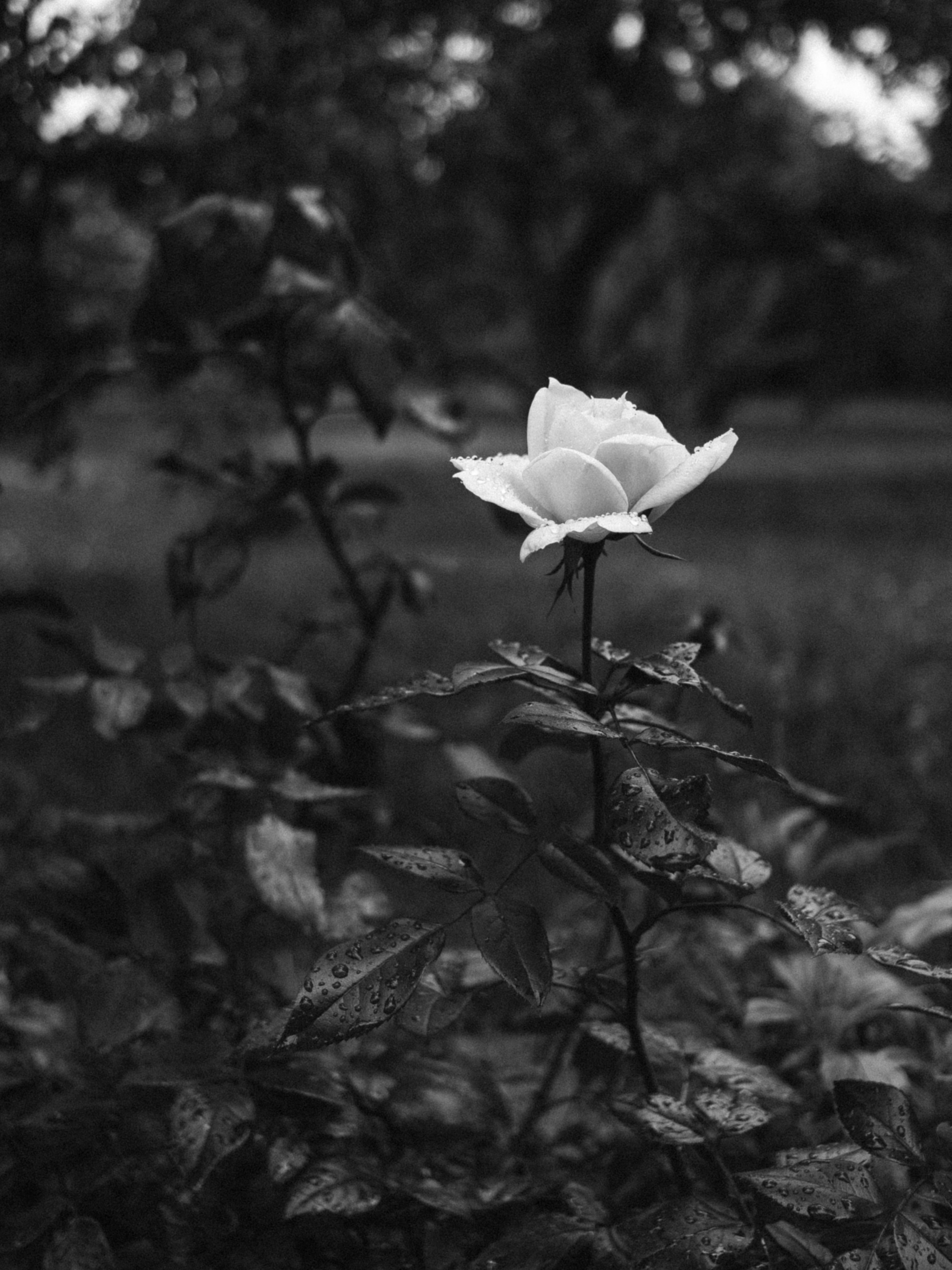 Elegant Black and White Rose in Garden · Free Stock Photo, image size:4000x5333