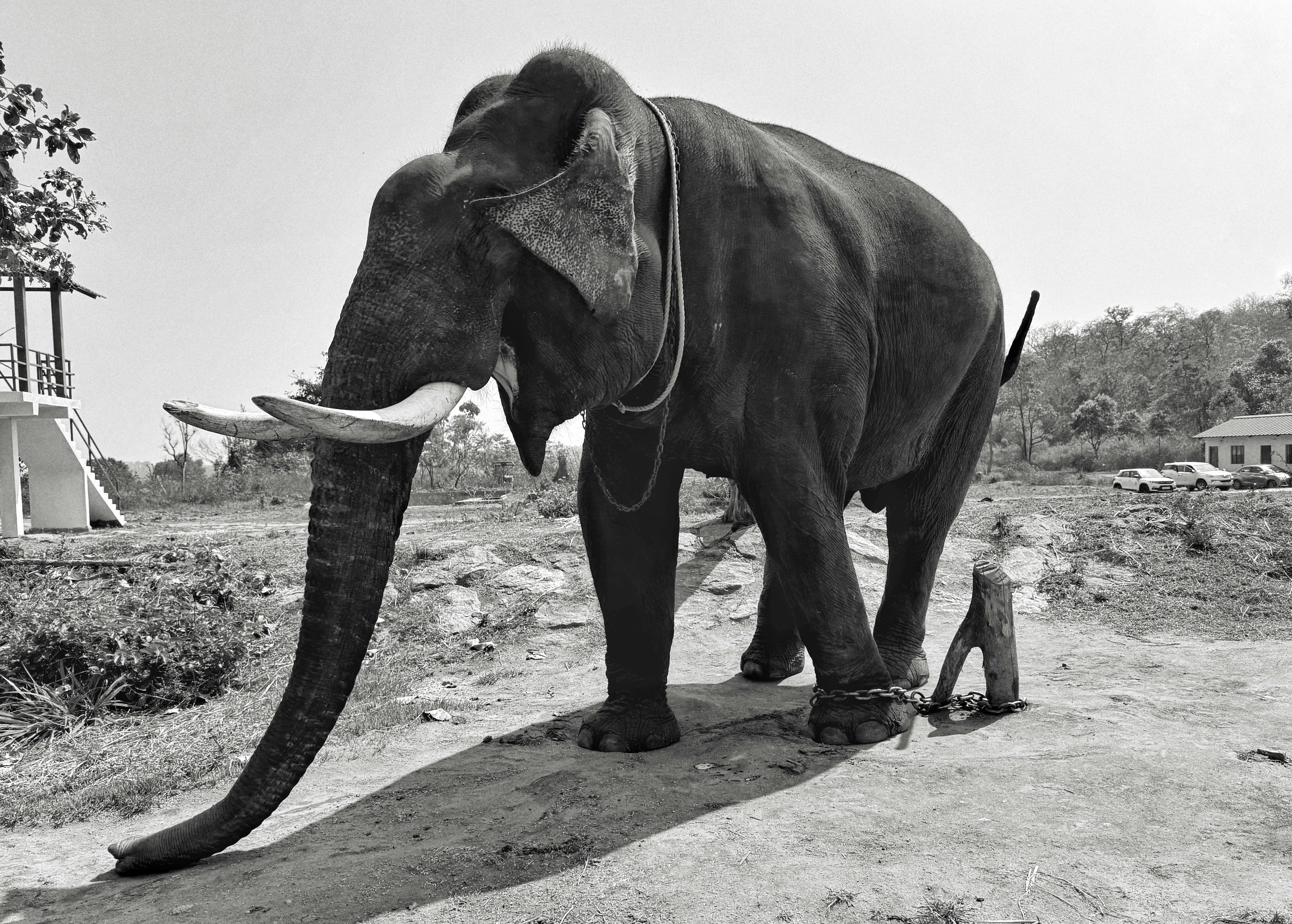 Black and white image of a chained Asian elephant in an outdoor setting.