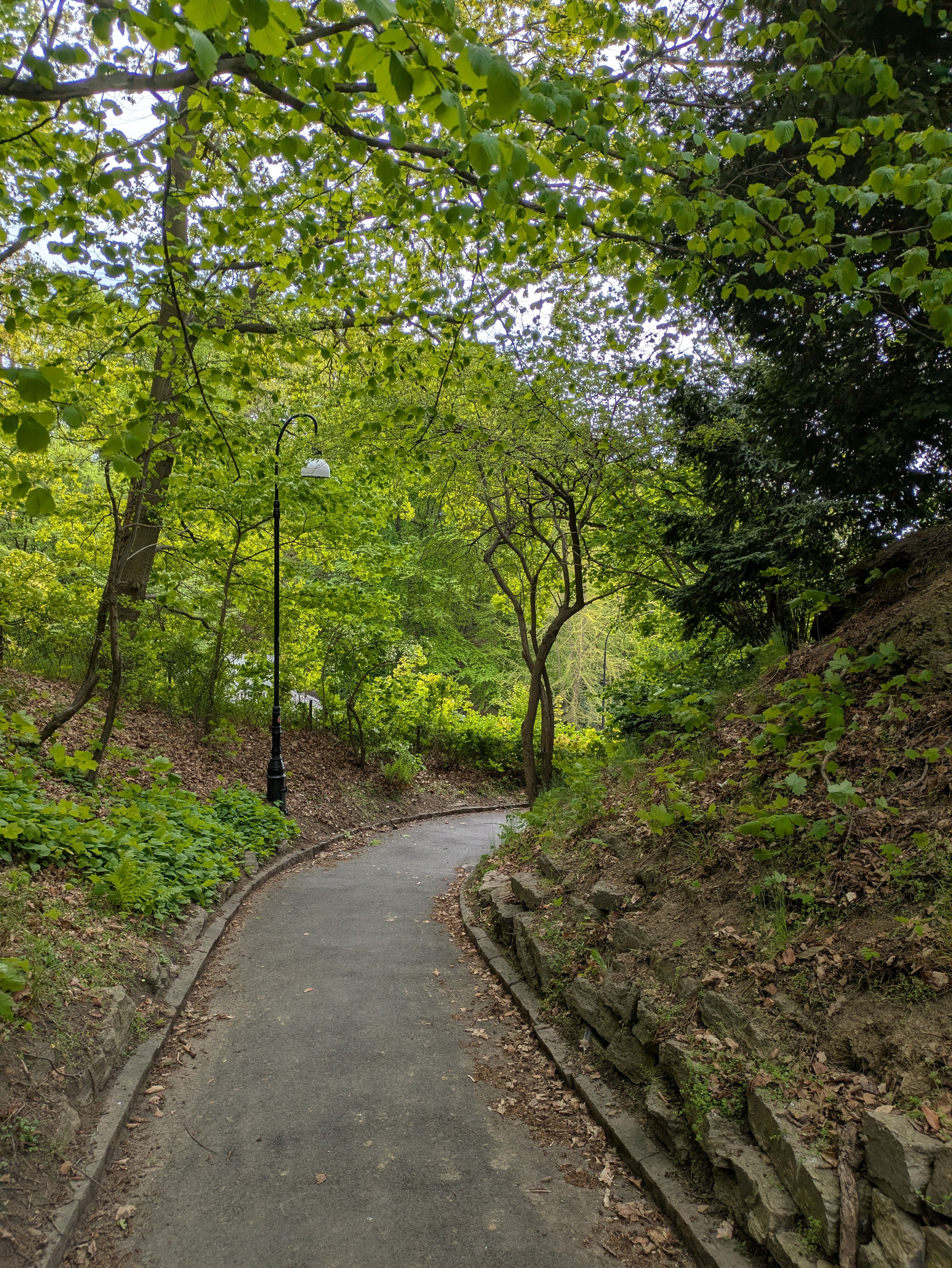 Serene Forest Pathway in Summer Light · Free Stock Photo