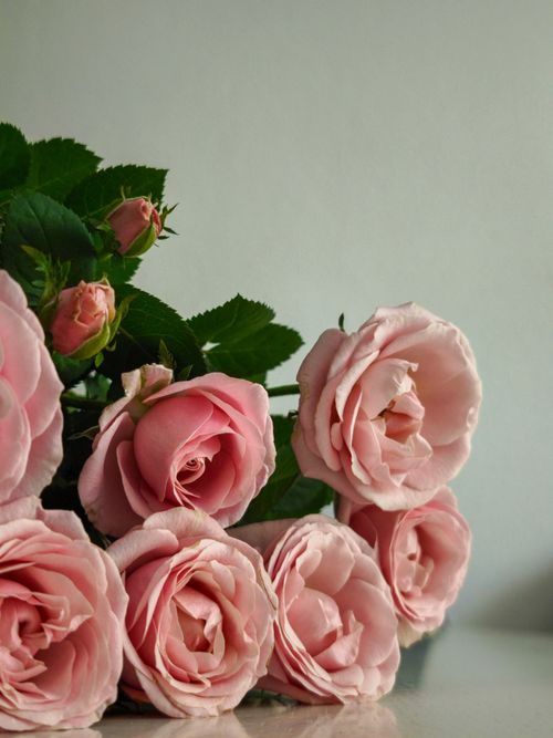 Free A stunning display of soft pink roses perfect for romantic occasions and gifts. Stock Photo
