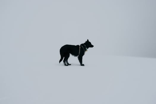 A solitary black dog on a vast, snow-covered landscape captures serene isolation.