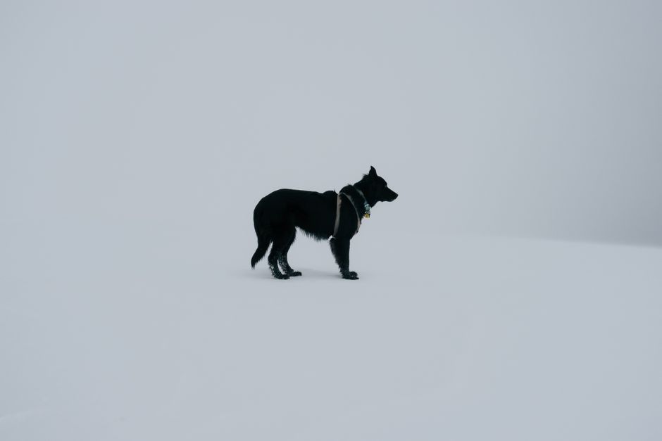 A solitary black dog on a vast, snow-covered landscape captures serene isolation.