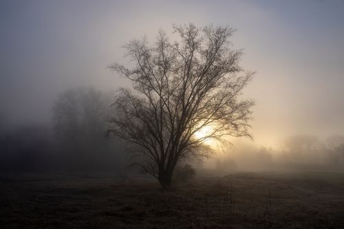 Free A lone tree in mist with sunrise creates a serene landscape in Weaver, Minnesota. Stock Photo