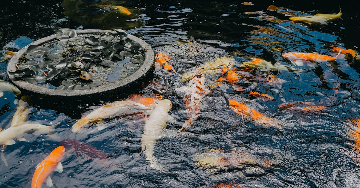 響應國際生物多樣性日 台電攜手澎縣府放流魚苗蝦螺守護海洋生態