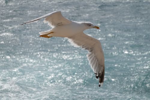 Free A seagull gracefully flying above sparkling ocean waters. Stock Photo