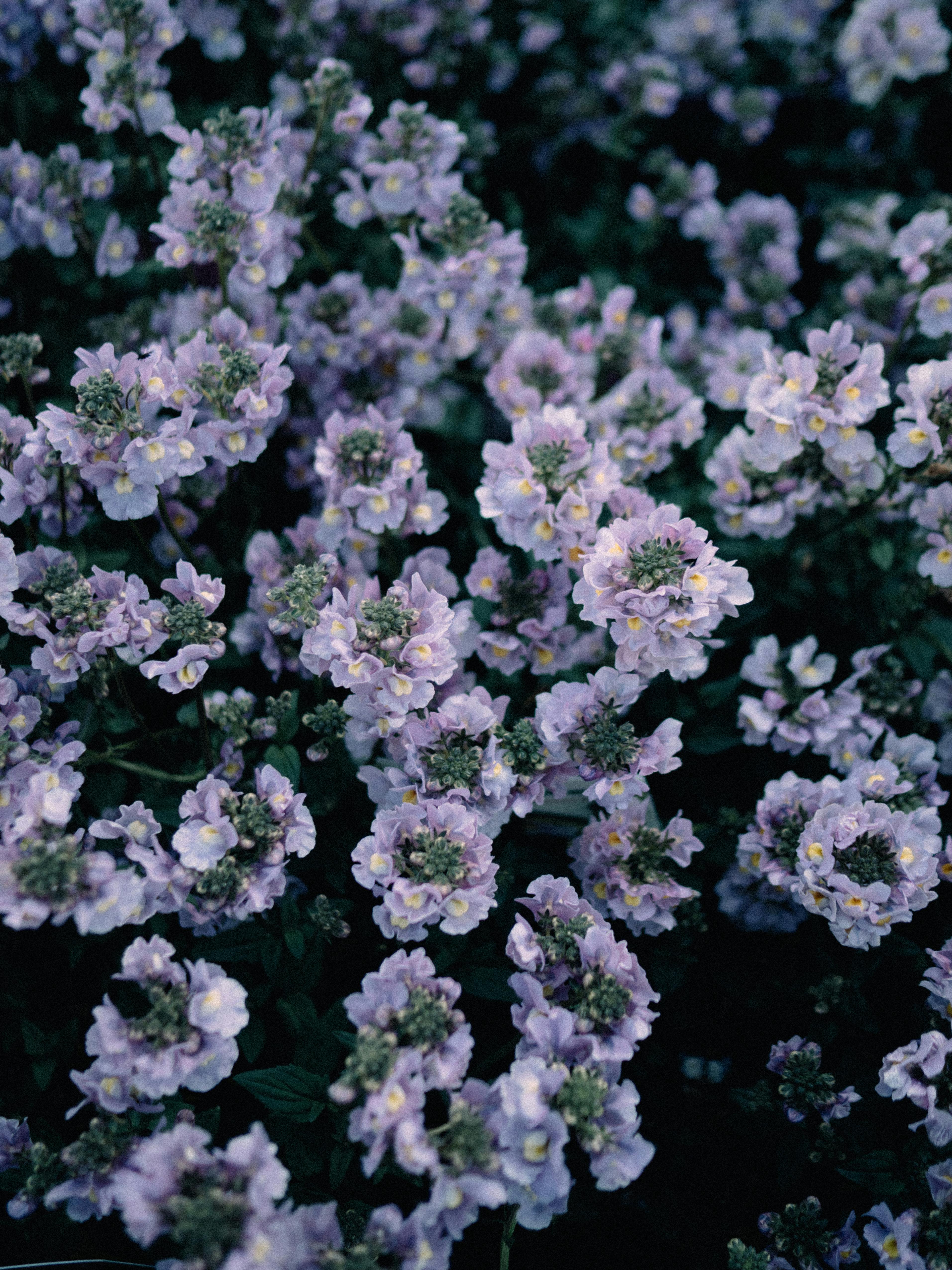 Lush lavender flowers in bloom, capturing the essence of springtime nature beauty.