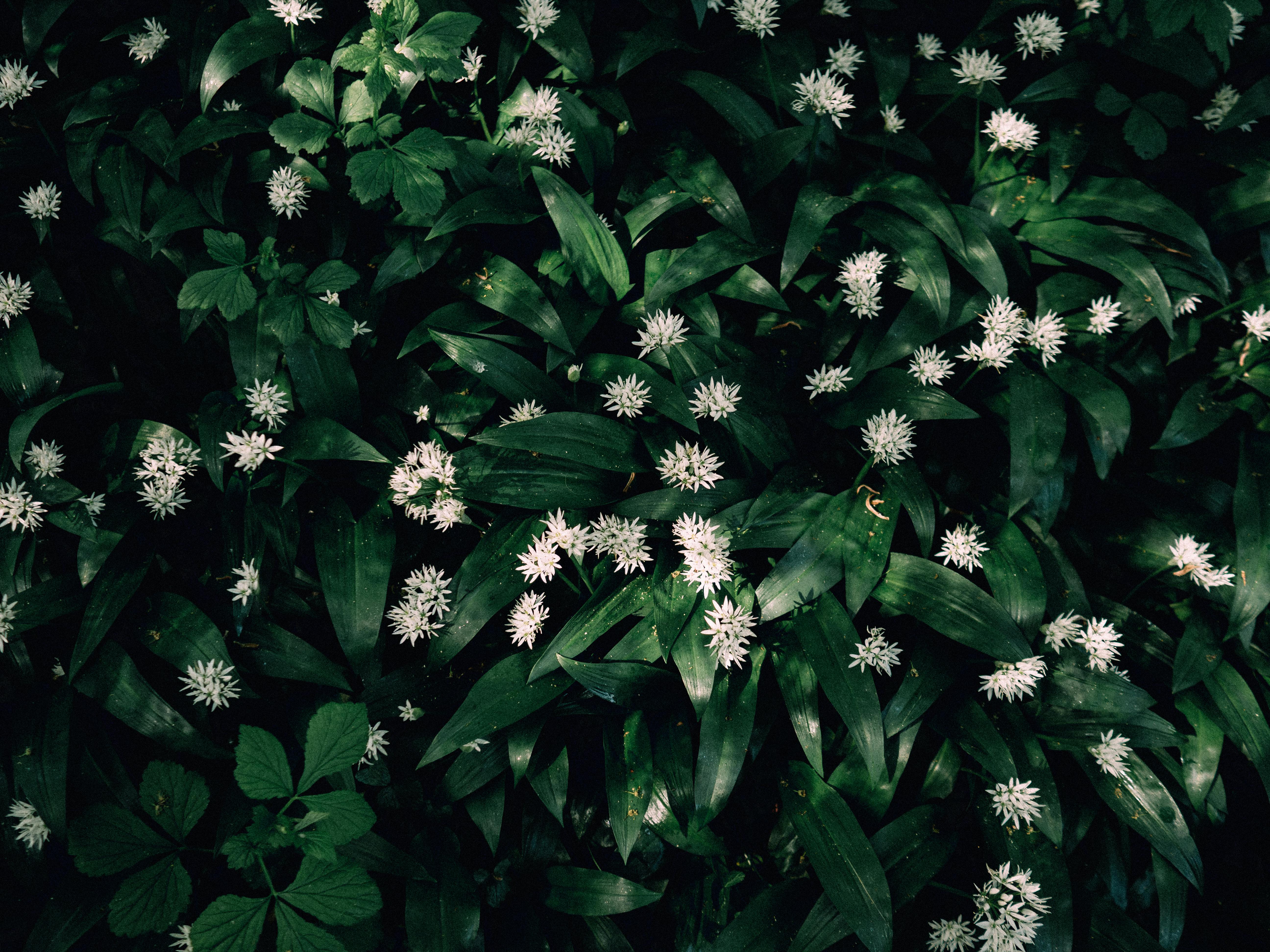 Beautiful wild garlic flowers blooming in a lush green forest in Llanfair Talhaiarn, Wales.