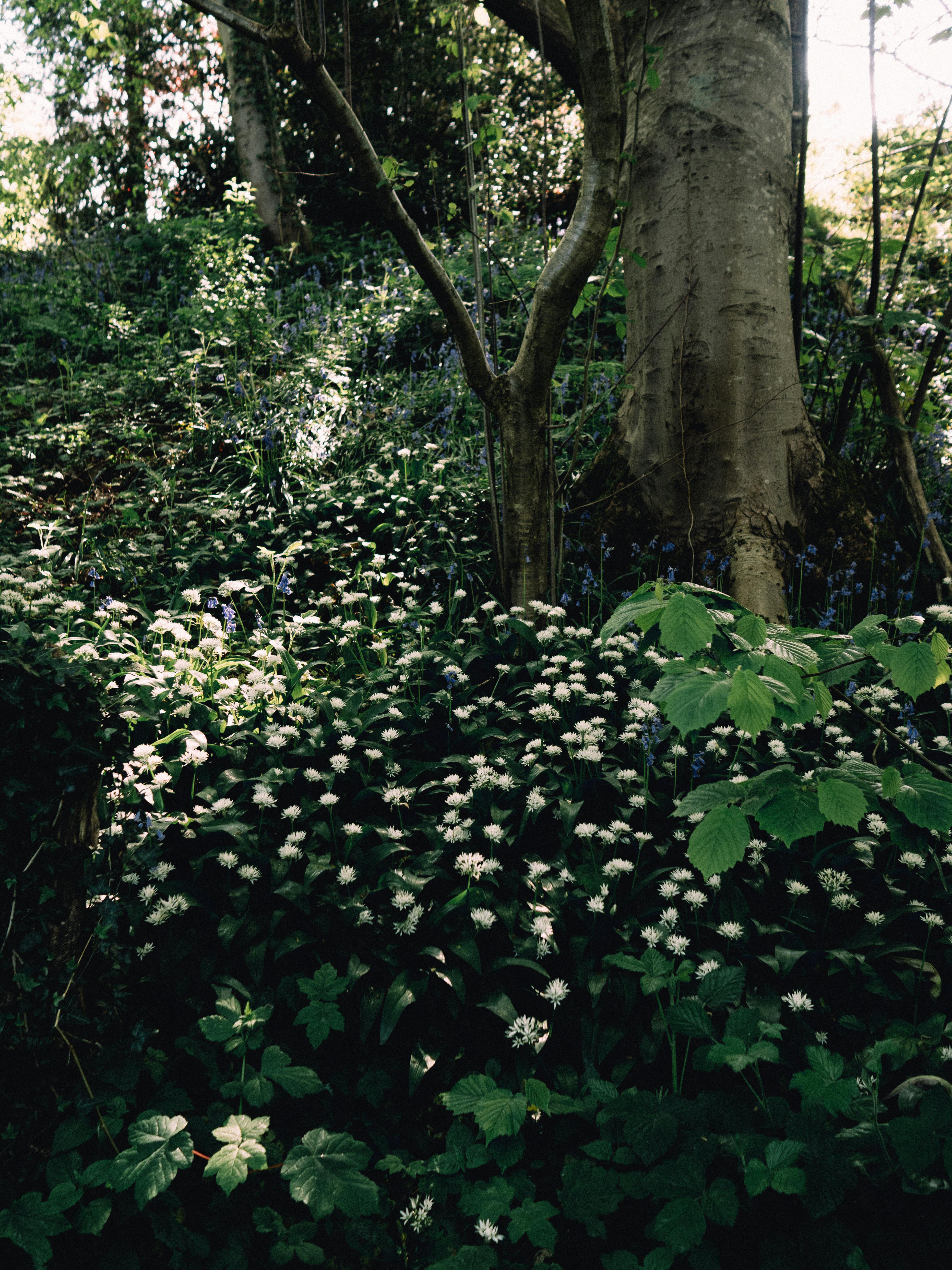Dense forest in Llanfair Talhaiarn, Wales, featuring wild garlic blooms under dappled sunlight.