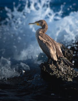 A cormorant perched on rocks by splashing ocean waves, captured in high detail.