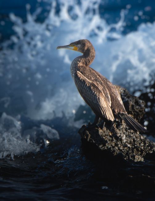 A cormorant perched on rocks by splashing ocean waves, captured in high detail.