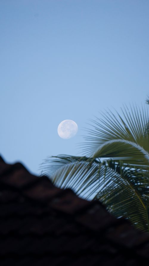 Free Tranquil evening scene with a full moon and palm leaves against a clear blue sky. Stock Photo