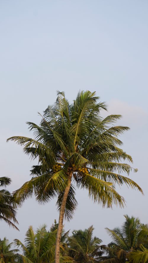 Free A tall palm tree with lush green fronds stands prominently against a clear blue sky. Stock Photo