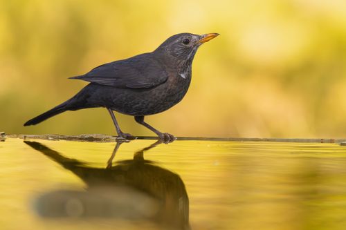 Free A blackbird on a ledge with its reflection in water, set against a warm golden background. Stock Photo