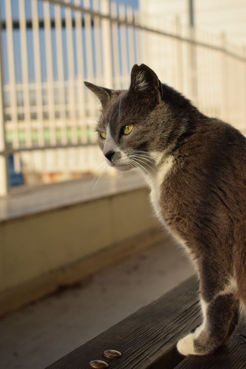 Free A grey and white cat sits on a ledge outdoors, displaying a contemplative look with bright eyes. Stock Photo