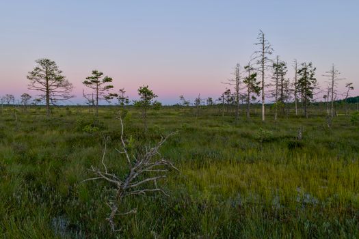 A tranquil view of a wetland area with scattered trees and a calm dusk sky, showcasing natural rewilding.
