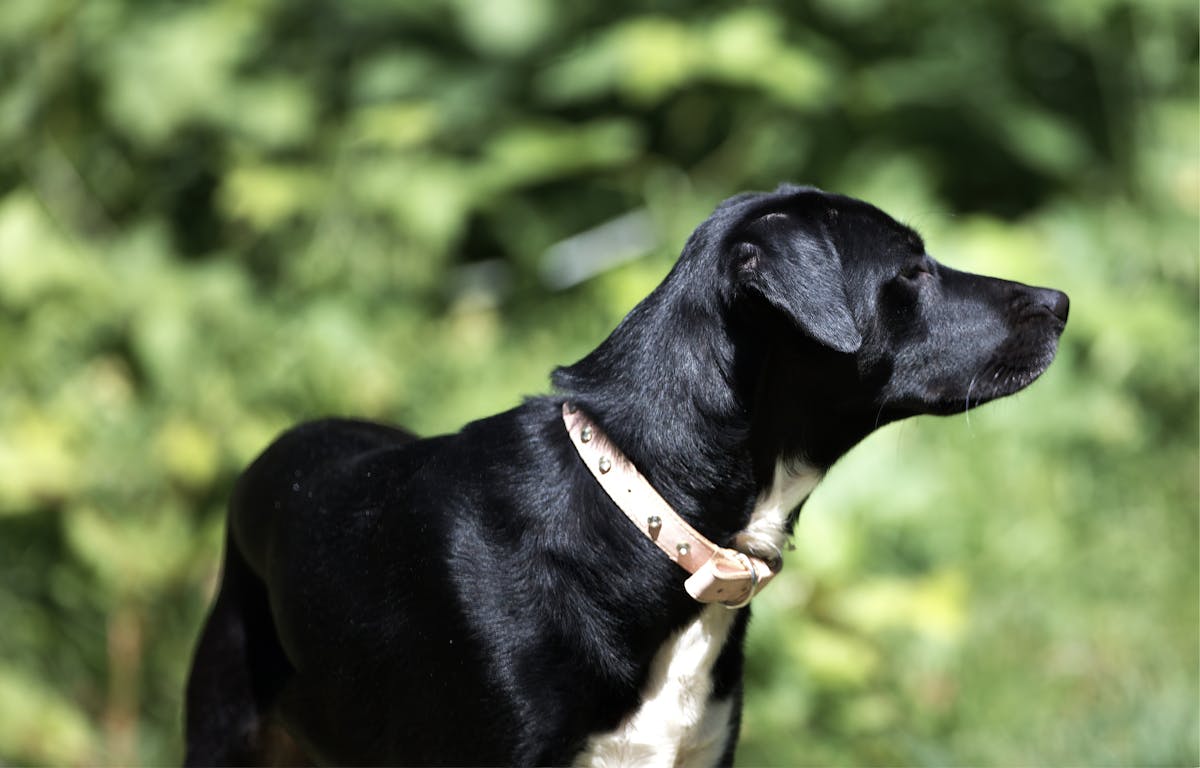 Eco-friendly winter pet activities: Dog playing with recycled fabric toy indoors (long-tail: sustainable indoor dog toys for winter boredom)