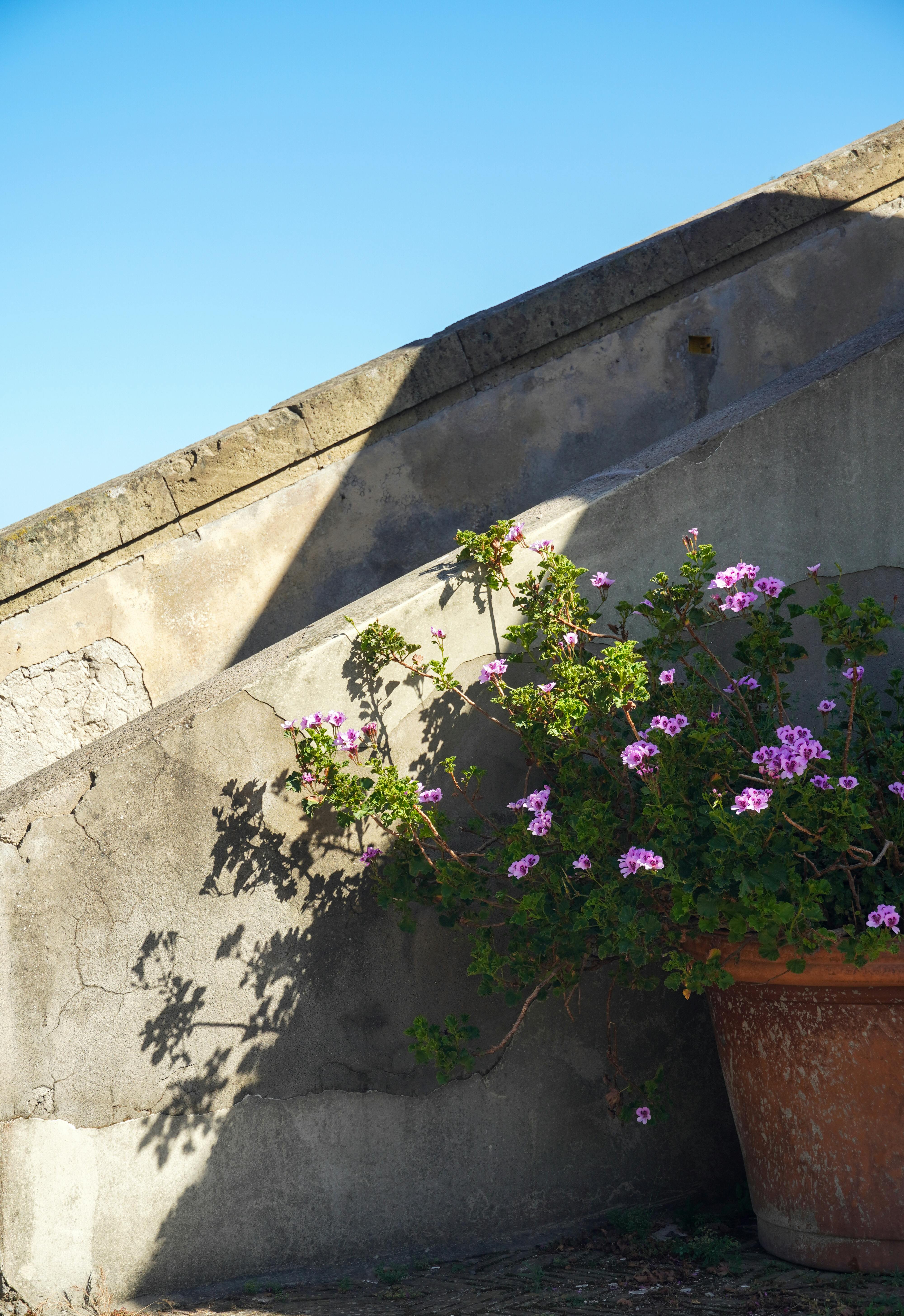 Blooming pink pelargoniums in a terracotta pot against rustic stone stairs in Napoli, Italy.