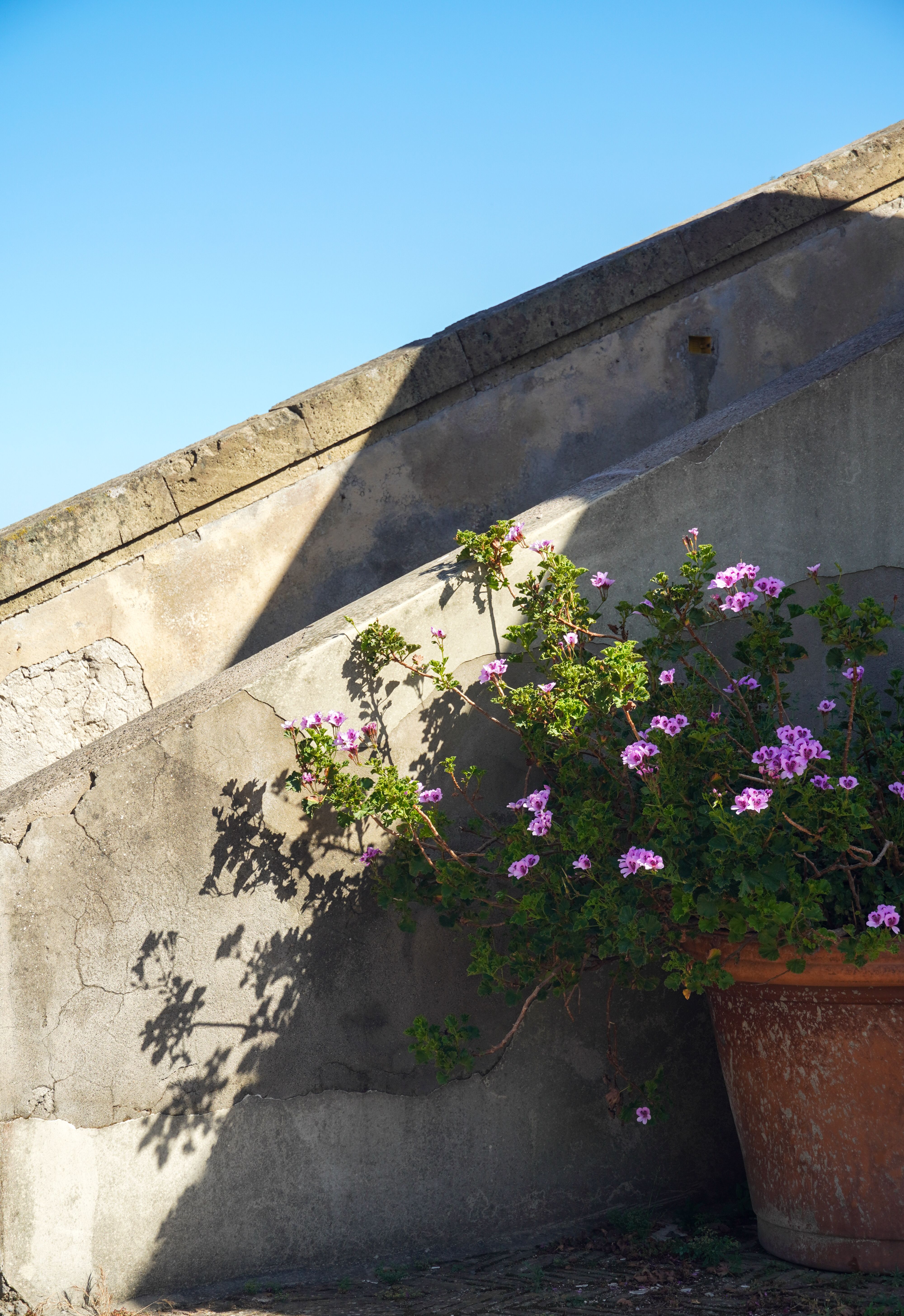 Gratis Pelargoni rosa in fiore in un vaso di terracotta sullo sfondo di rustiche scale in pietra a Napoli, Italia. Foto a disposizione