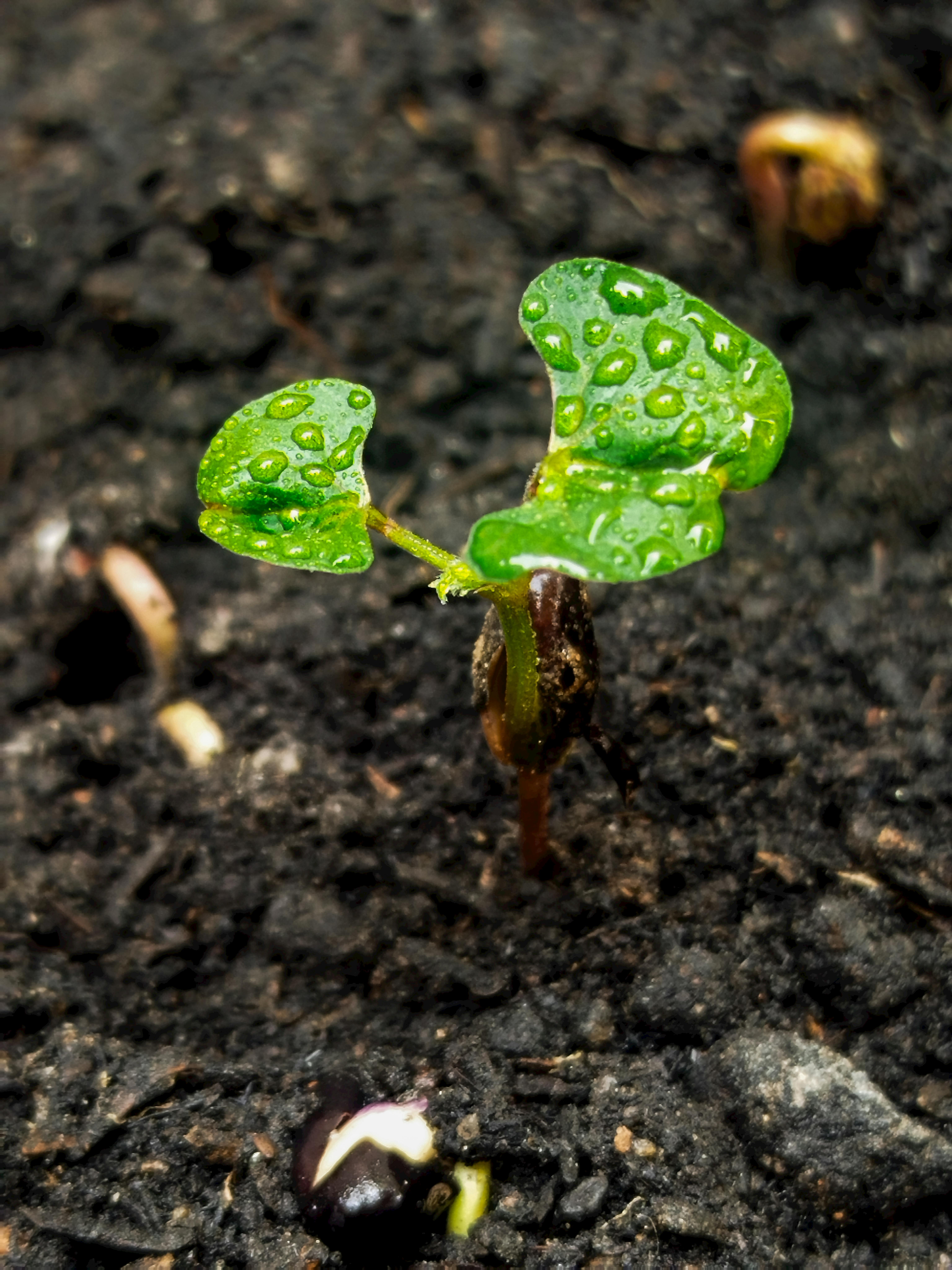 Kostnadsfria Kostnadsfri bild av agricultora, agroekologi, åkermark Stock foto