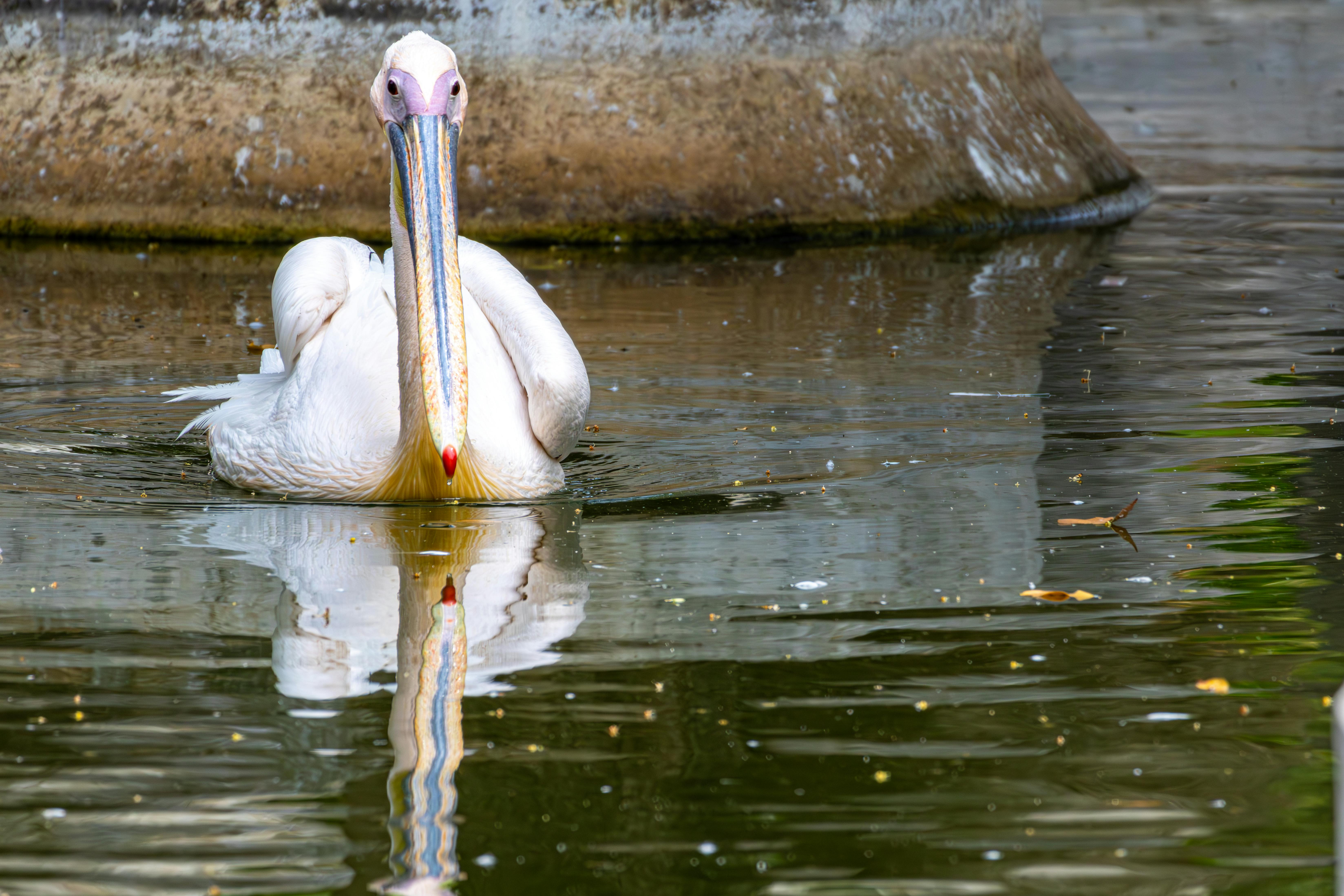 Rare Scent Discoveries from Remote Islands