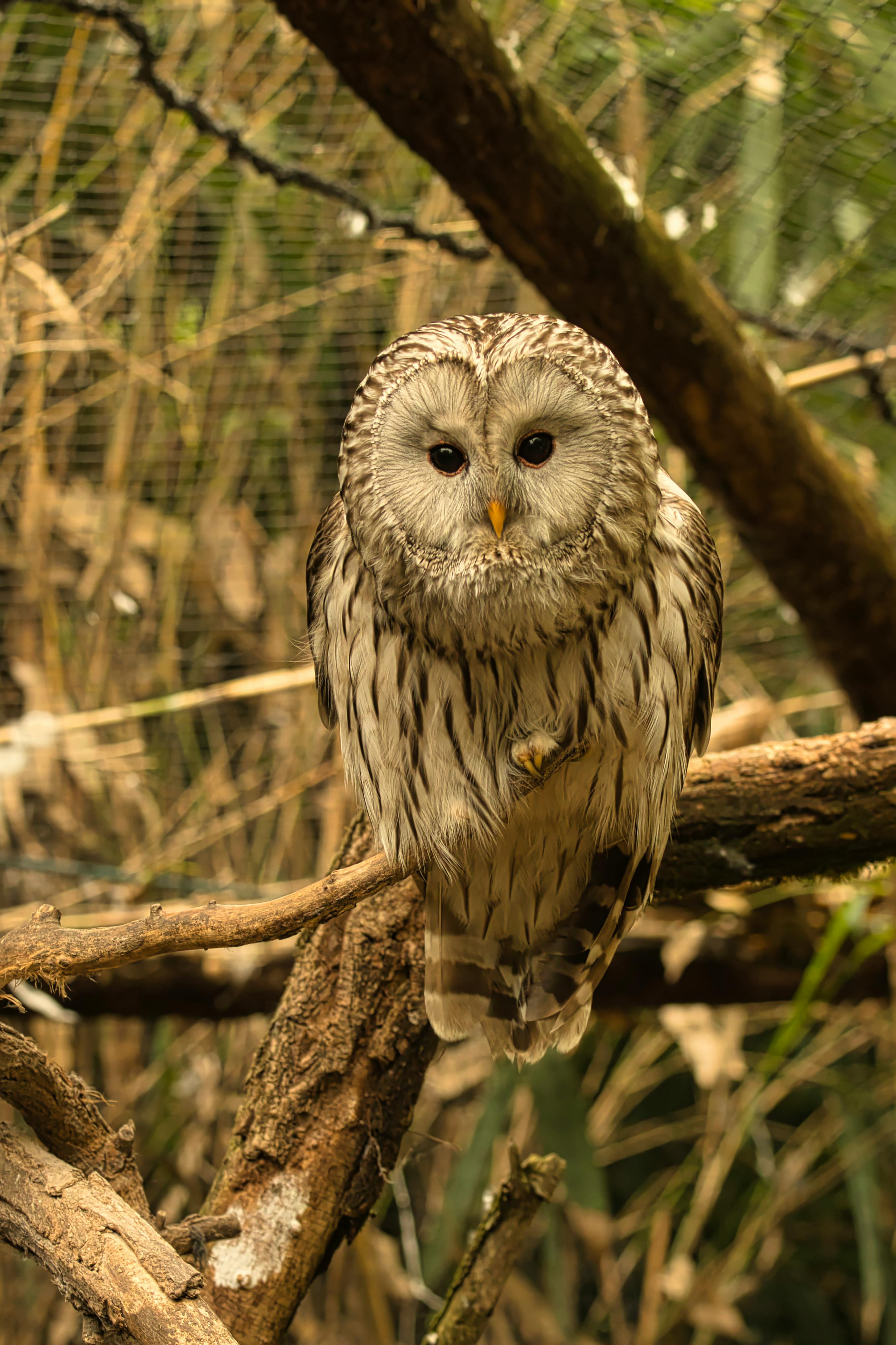 免費 一隻烏拉爾貓頭鷹（Strix uralensis）坐在林地環境中的樹枝上的特寫鏡頭。 圖庫相片