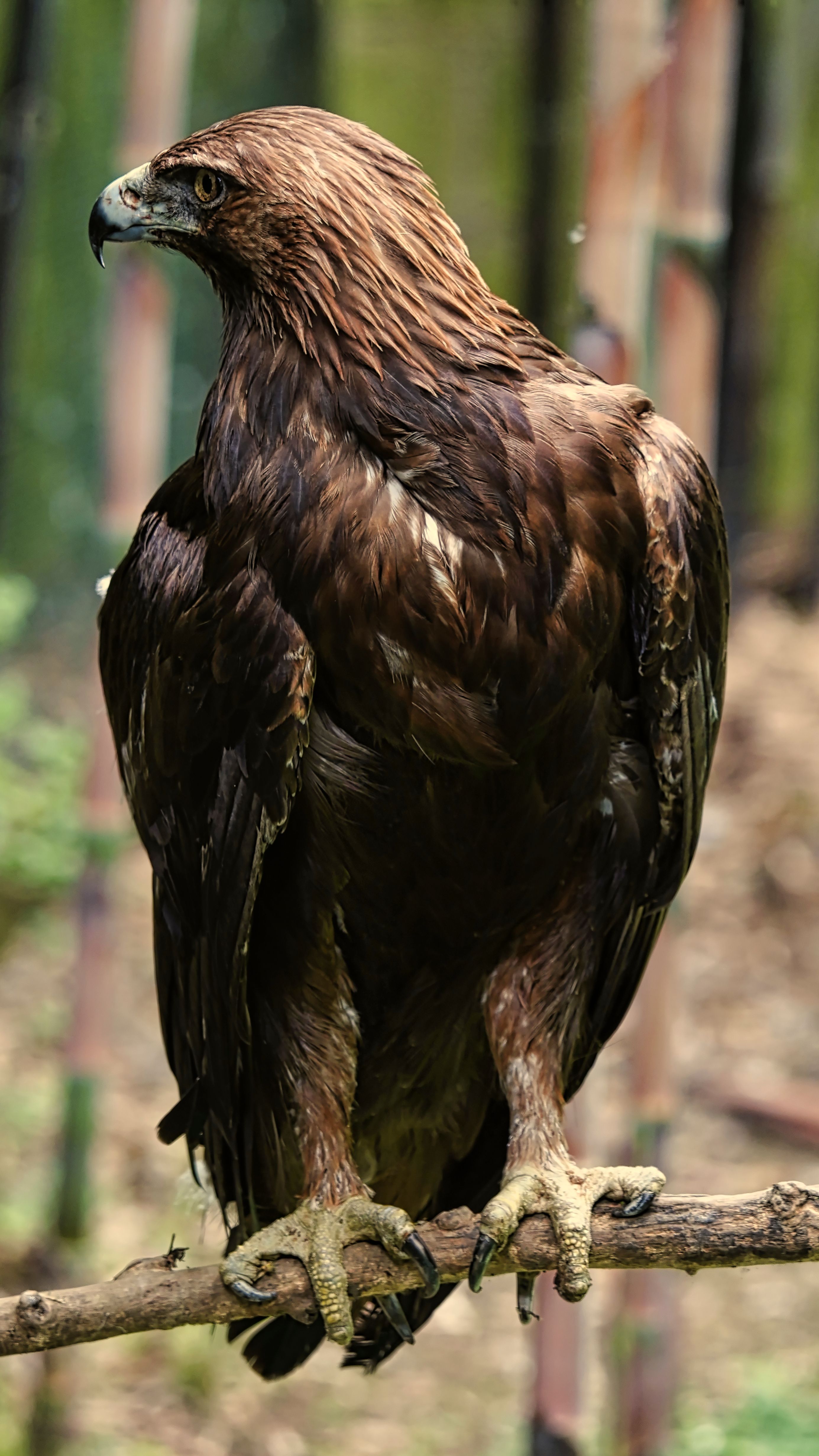 Majestic Golden Eagle Perched on Branch · Free Stock Photo