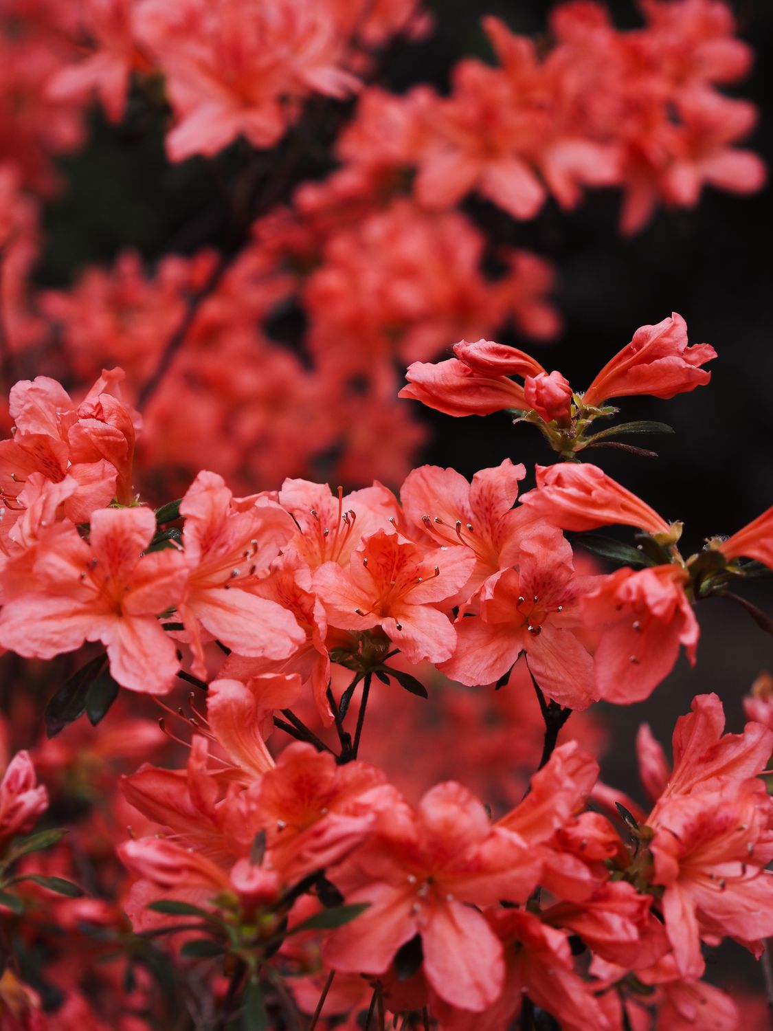 Vibrant Azalea Blooms In Full Spring Display Free Stock Photo vibrant-azalea-blooms-in-full-spring-display-free-stock-photo