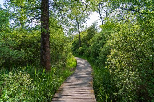 Free Serene wooden walkway surrounded by vibrant greenery in a tranquil forest setting. Stock Photo